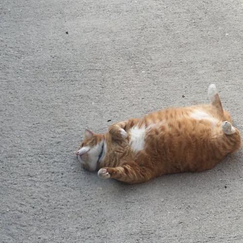 เต่าไดโนเสาร์