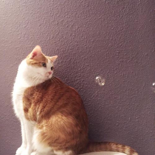 สมาชิกหมายเลข 4036708