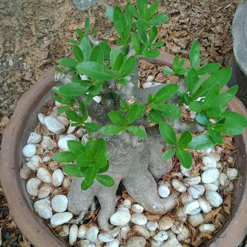 สมาชิกหมายเลข 6044671