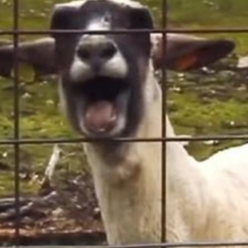 สมาชิกหมายเลข 7409389