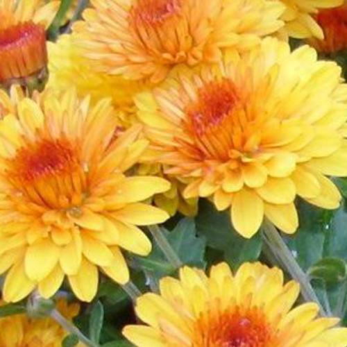 สมาชิกหมายเลข 6661064