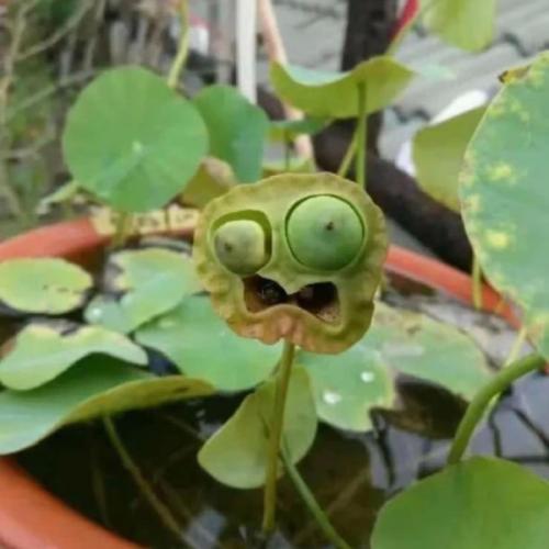 สมาชิกหมายเลข 4811152