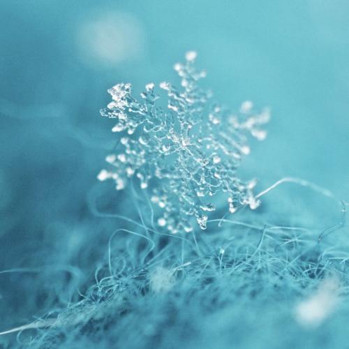 สมาชิกหมายเลข 2493301