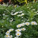 สมาชิกหมายเลข 4374804