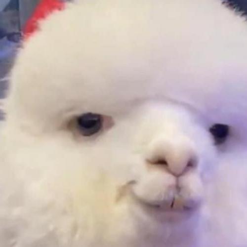 สมาชิกหมายเลข 6661984