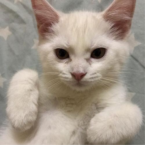 จักรวาลแห่งจิต