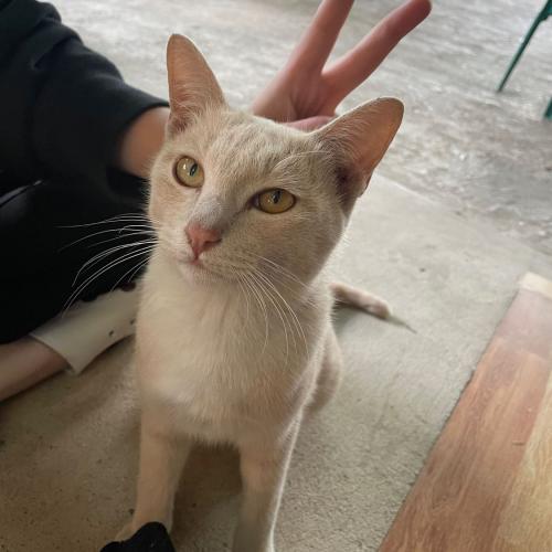 สมาชิกหมายเลข 4437030