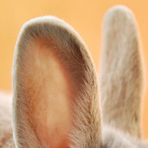 สมาชิกหมายเลข 2096030