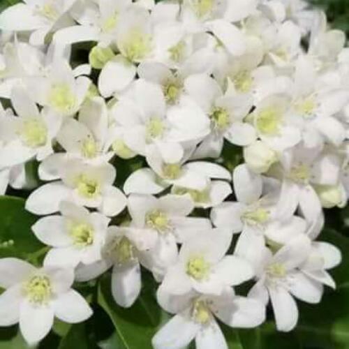 สมาชิกหมายเลข 4131835