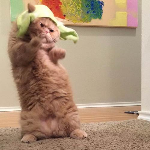 สมาชิกหมายเลข 6662851