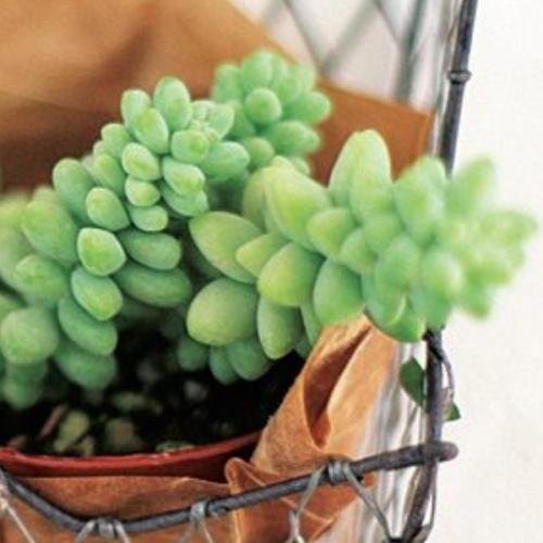 สมาชิกหมายเลข 6662998