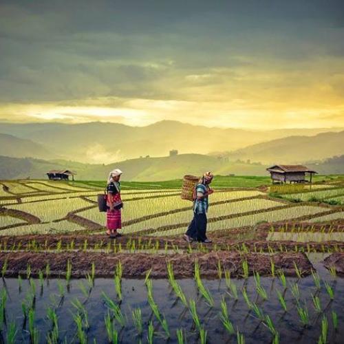 สมาชิกหมายเลข 4454556