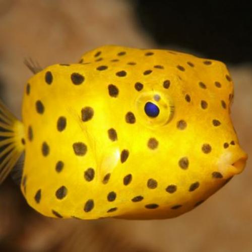 สมาชิกหมายเลข 1190741