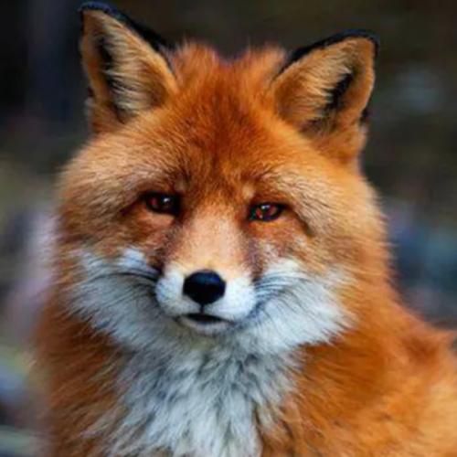 สมาชิกหมายเลข 6047354