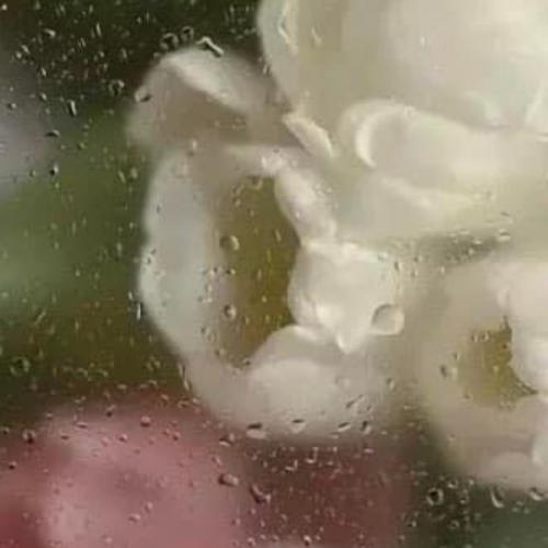 สมาชิกหมายเลข 7074998