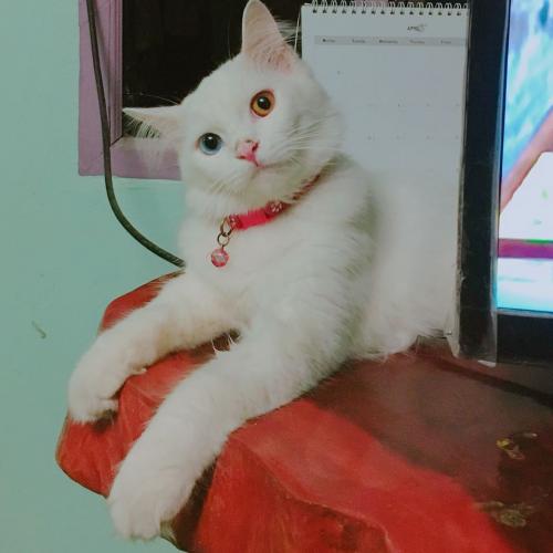 สมาชิกหมายเลข 4412444