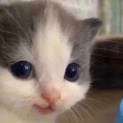 สมาชิกหมายเลข 5113546