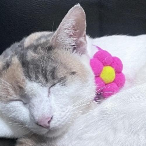 สมาชิกหมายเลข 8259865