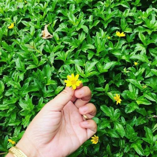 สมาชิกหมายเลข 2596548