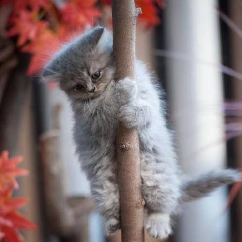 สมาชิกหมายเลข 5112857