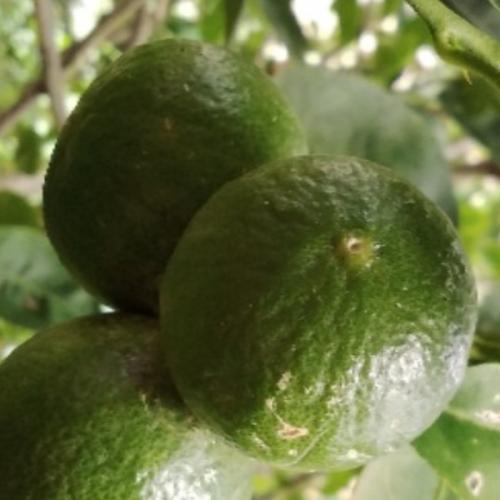 สมาชิกหมายเลข 2180755