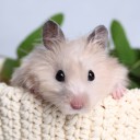 สมาชิกหมายเลข 3909630