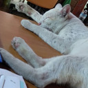 สมาชิกหมายเลข 4385825