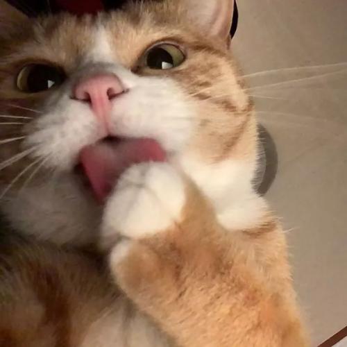 สมาชิกหมายเลข 4254200