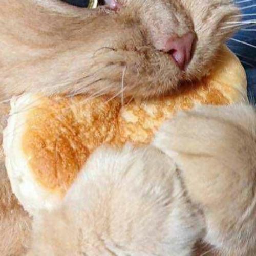 สมาชิกหมายเลข 6050265