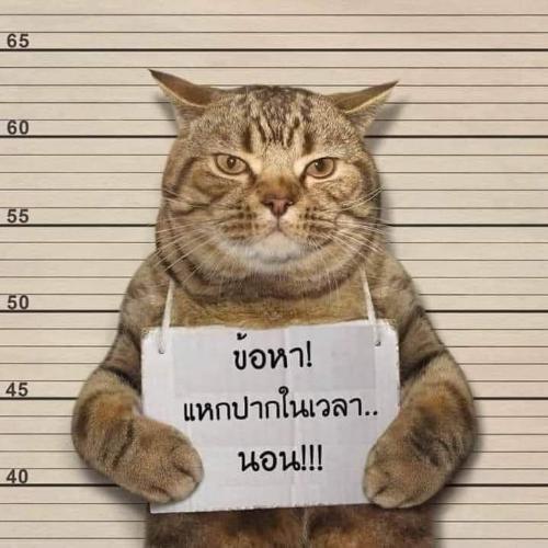 สมาชิกหมายเลข 6666972