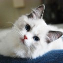 สมาชิกหมายเลข 2150743