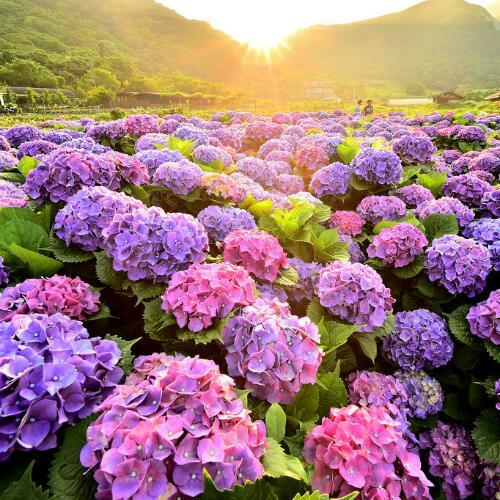 สมาชิกหมายเลข 4740418