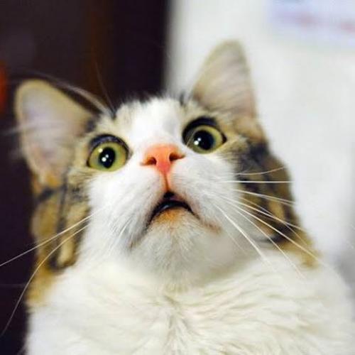 สมาชิกหมายเลข 4553549