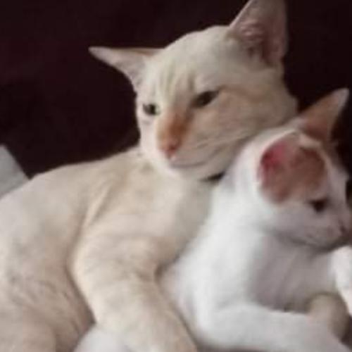 สมาชิกหมายเลข 6126776