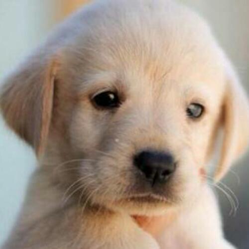 สมาชิกหมายเลข 4740799