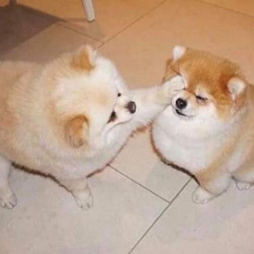 สมาชิกหมายเลข 5114405