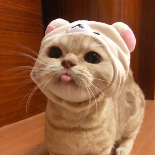 สมาชิกหมายเลข 4563070