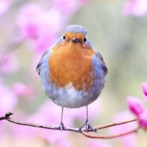 เจ้านกอ้วน