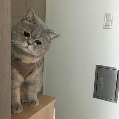 สมาชิกหมายเลข 6051911