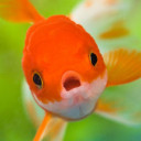 สมาชิกหมายเลข 5506812