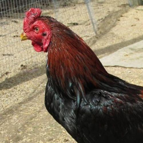 สมาชิกหมายเลข 6052866