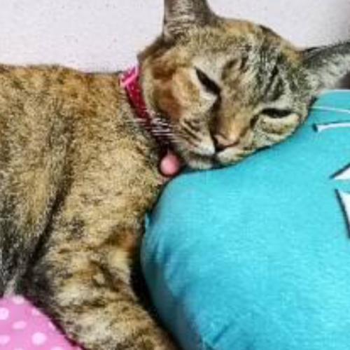 สมาชิกหมายเลข 1345334