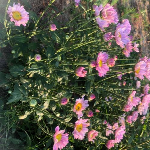 สมาชิกหมายเลข 4038741