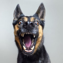 สมาชิกหมายเลข 4093393