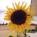 สมาชิกหมายเลข 4380036