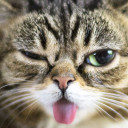 สมาชิกหมายเลข 4735435