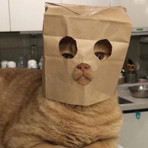 สมาชิกหมายเลข 4741309