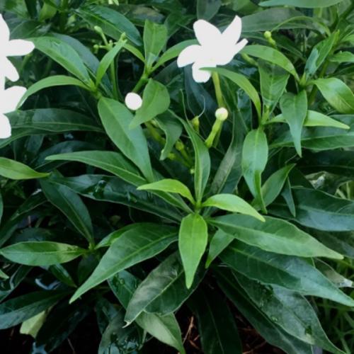 สมาชิกหมายเลข 5360523