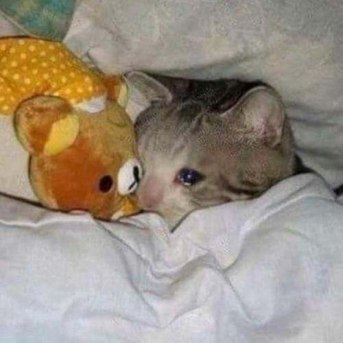 สมาชิกหมายเลข 6670072