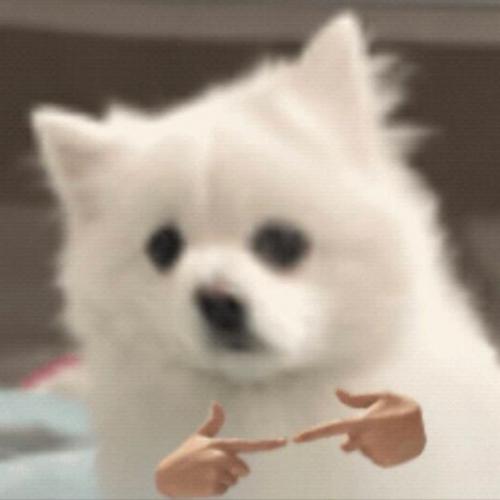 แมวขนมปัง